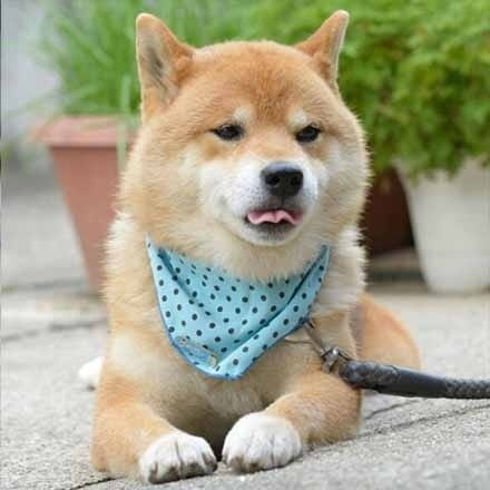 吐舌头超可爱柴犬头像