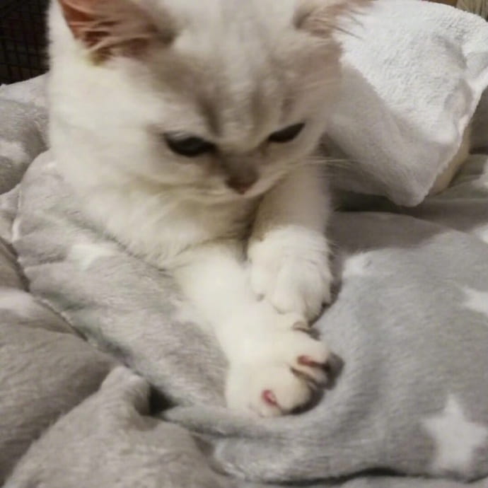 喵星人图片小猫咪qq头像