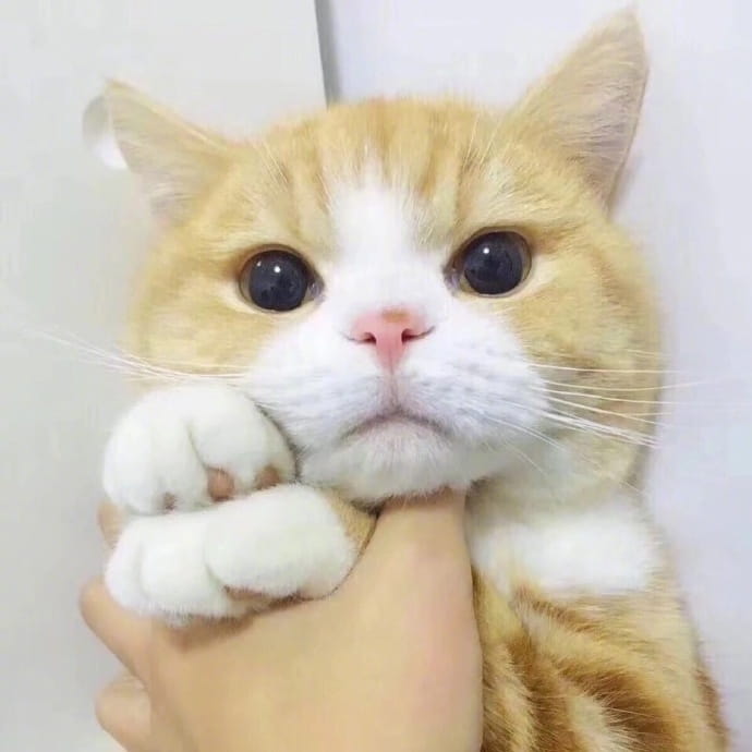 喵星人图片小猫咪qq头像