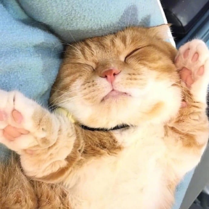 喵星人图片小猫咪qq头像