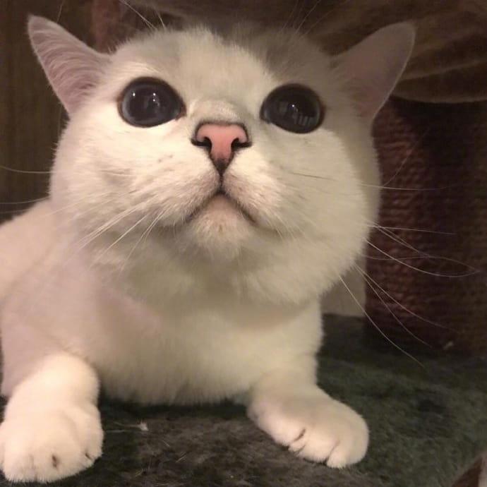 喵星人图片小猫咪qq头像