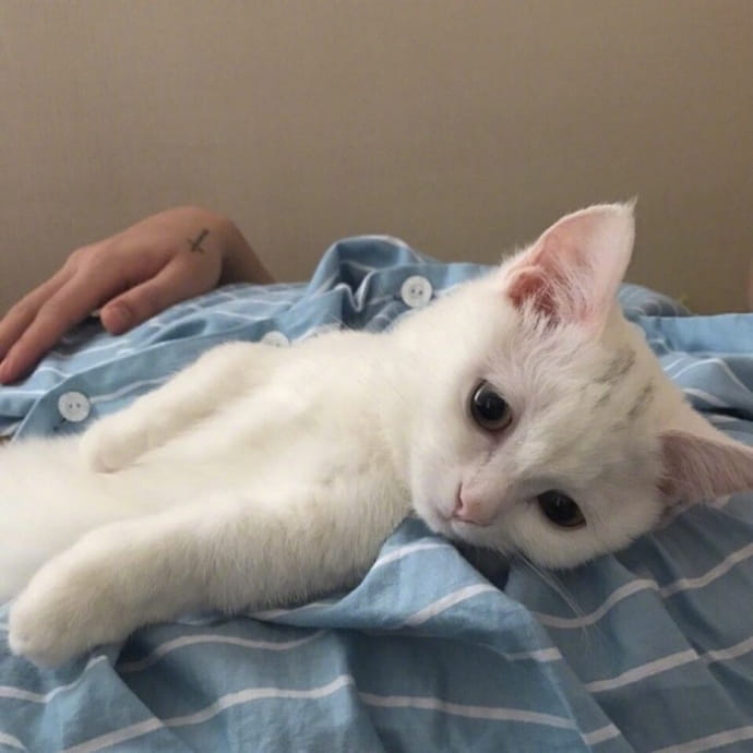 喵星人图片小猫咪qq头像