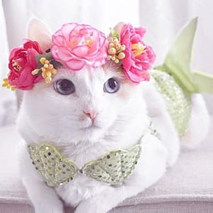 貌美猫咪头像喵星人图片