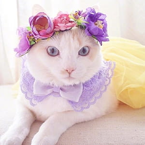 貌美猫咪头像喵星人图片