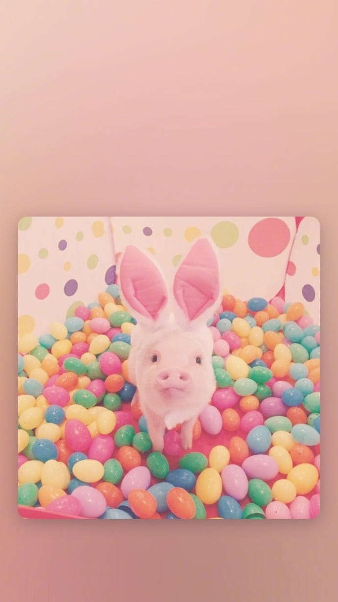 可爱小猪猪手机壁纸下载