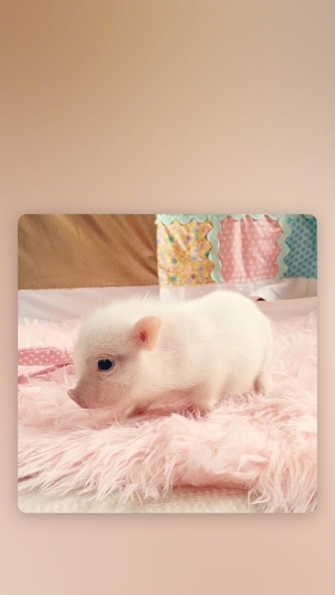 可爱小猪猪手机壁纸下载