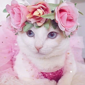 貌美猫咪头像喵星人图片