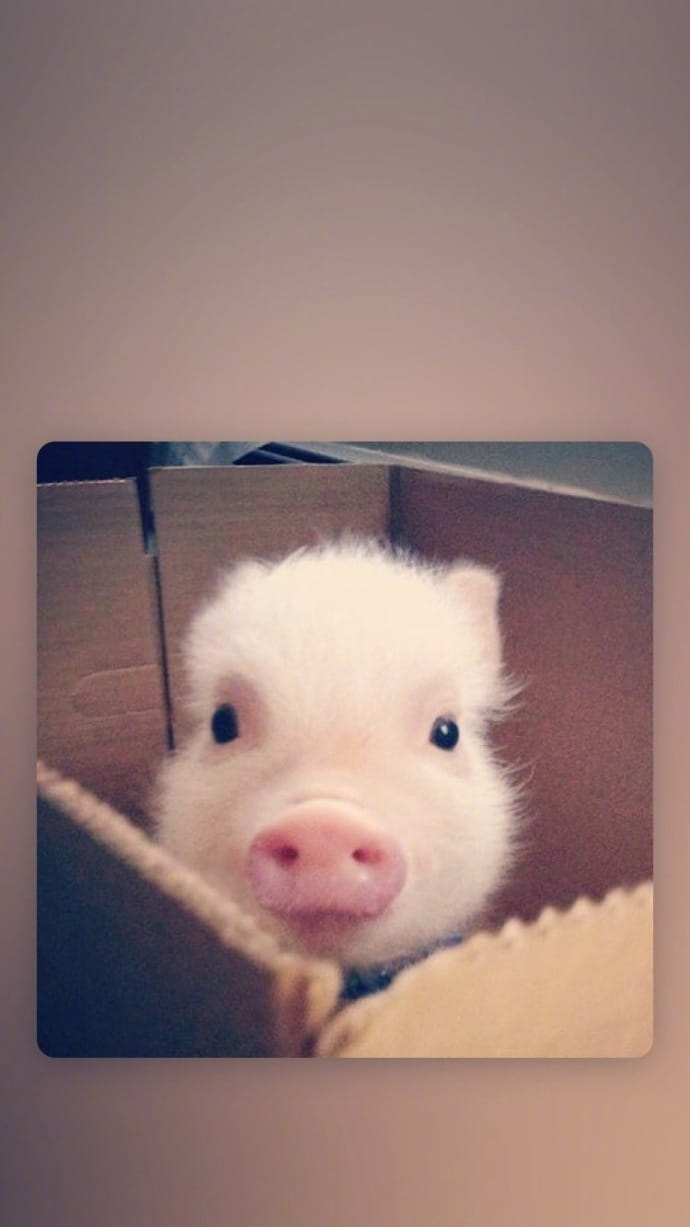 可爱小猪猪手机壁纸下载