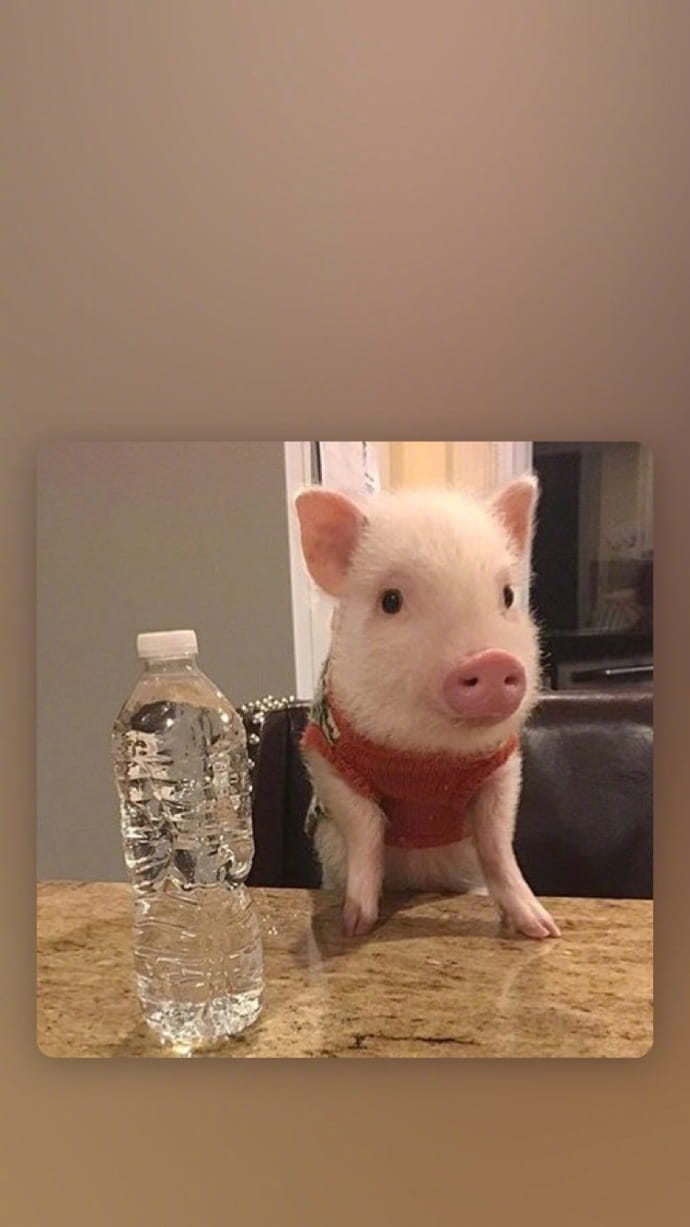 可爱小猪猪手机壁纸下载