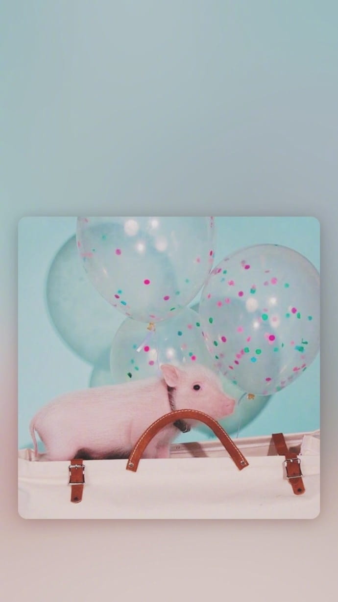 可爱小猪猪手机壁纸下载