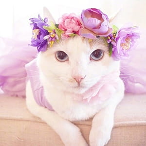 貌美猫咪头像喵星人图片