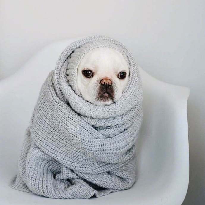 赖床是对冬天的基本尊重 狗子qq头像