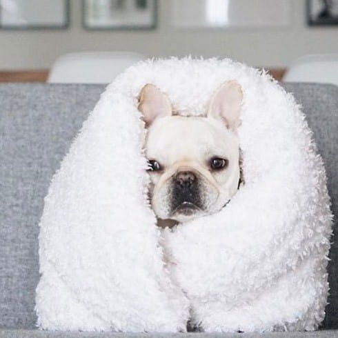 赖床是对冬天的基本尊重 狗子qq头像