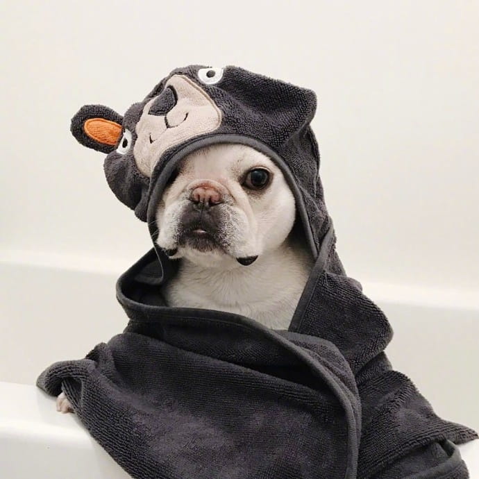 赖床是对冬天的基本尊重 狗子qq头像