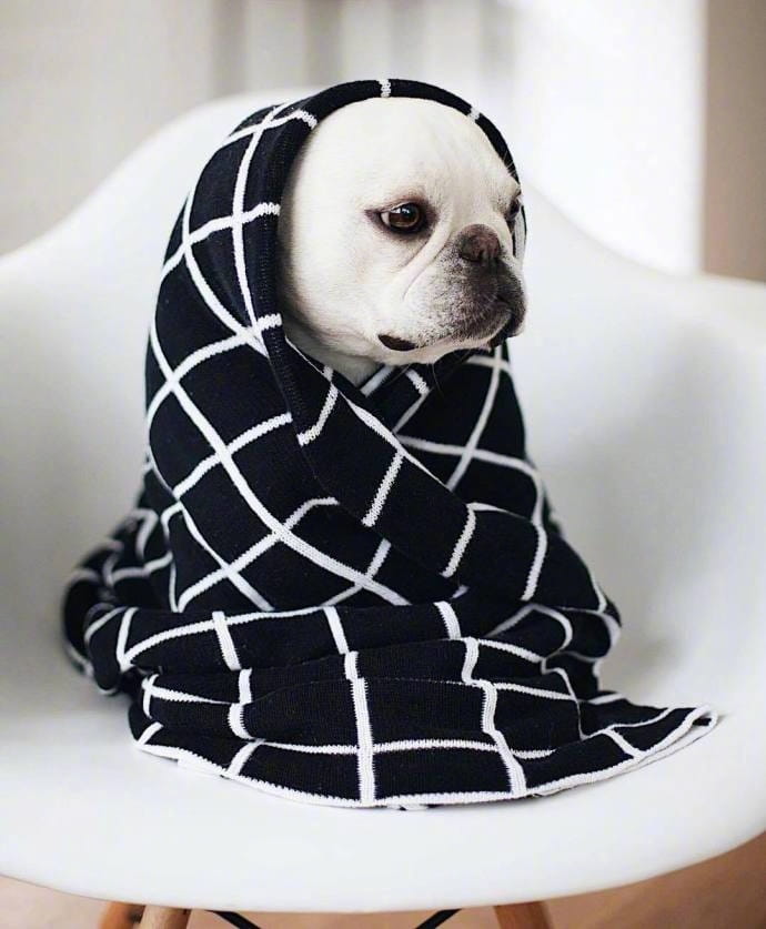 赖床是对冬天的基本尊重 狗子qq头像