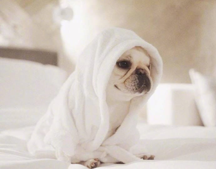 赖床是对冬天的基本尊重 狗子qq头像