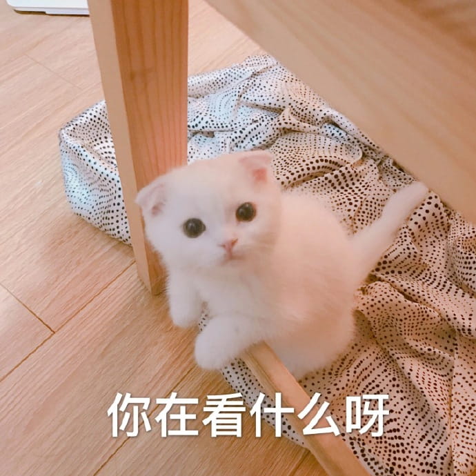 快哄我 超可爱猫咪表情包