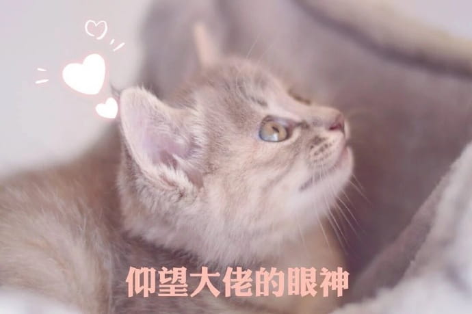 快哄我 超可爱猫咪表情包