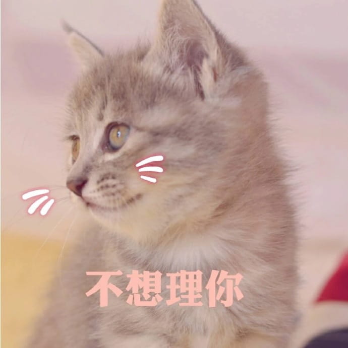 快哄我 超可爱猫咪表情包