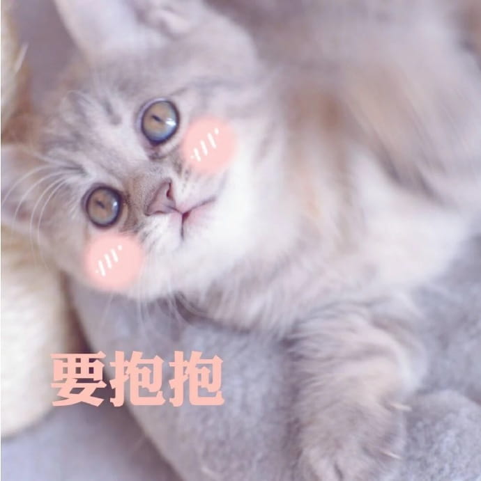 快哄我 超可爱猫咪表情包