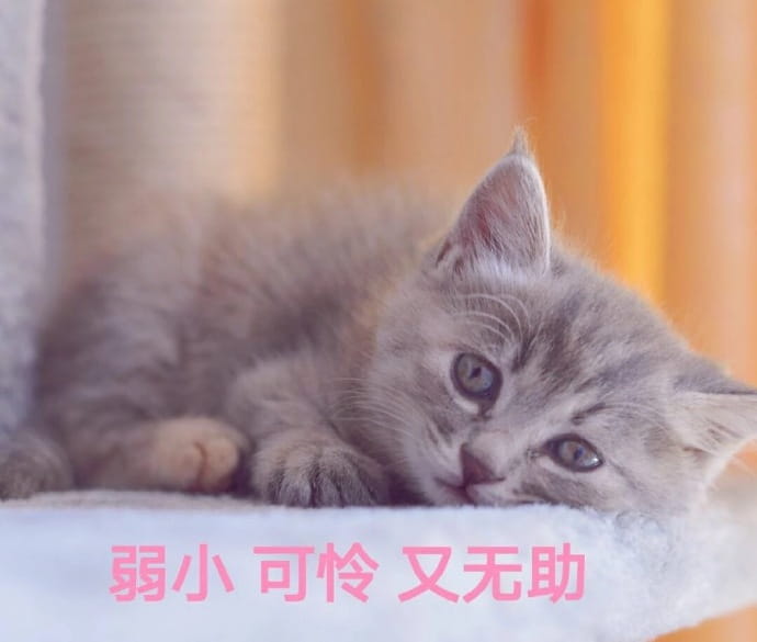 快哄我 超可爱猫咪表情包