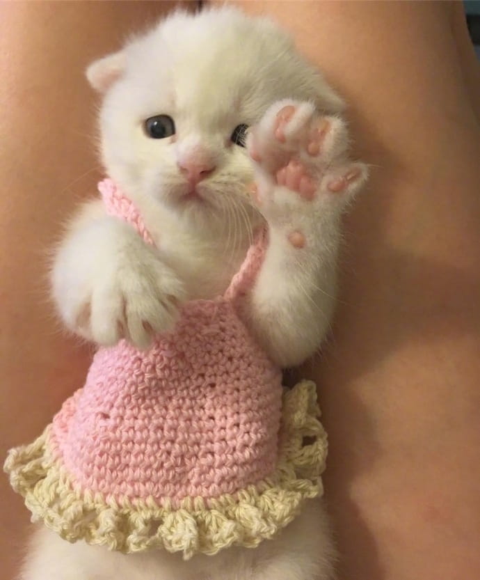 快来看猫片 超可爱猫咪头像