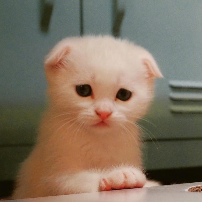 快来看猫片 超可爱猫咪头像