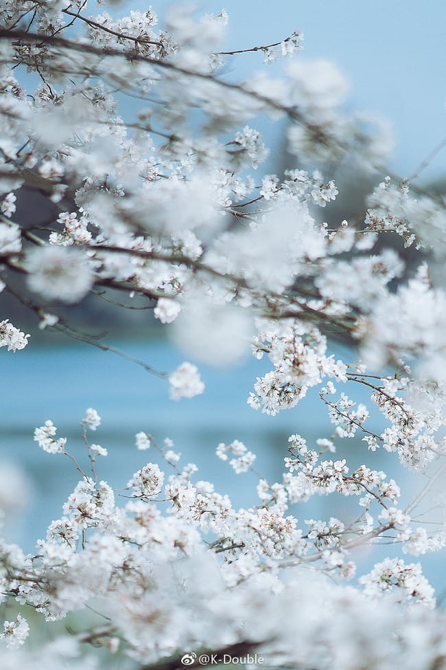 剑网三 君不弃 萝莉