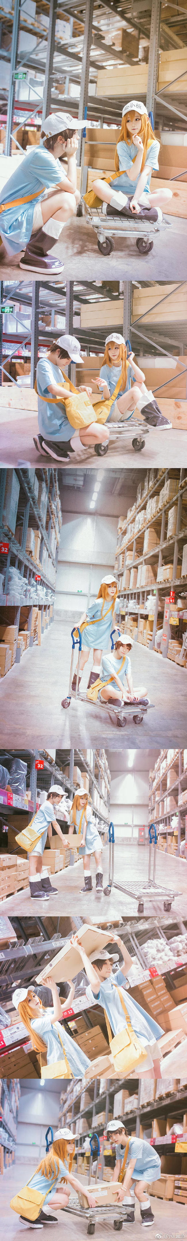 工作细胞 红血球 白血球 血小板 cosplay