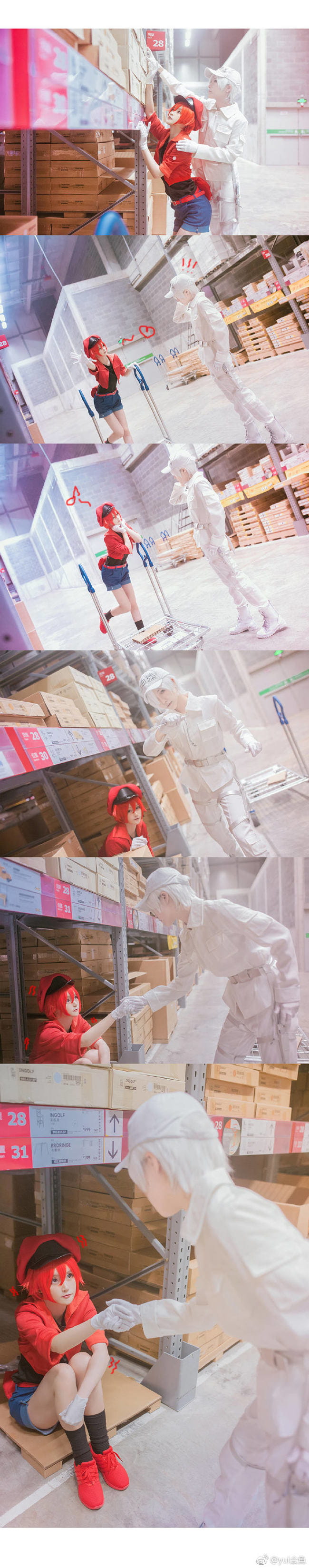 工作细胞 红血球 白血球 血小板 cosplay