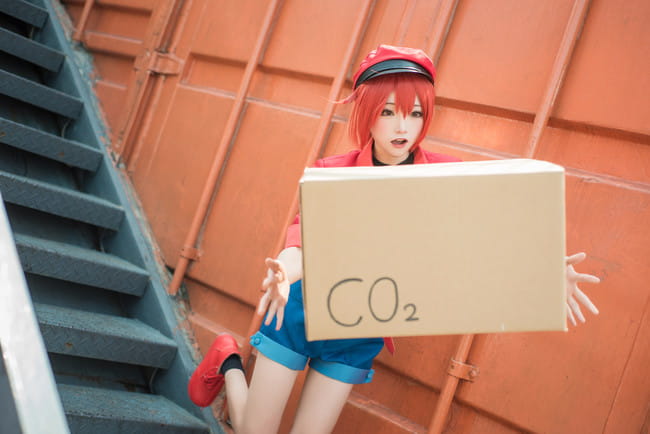工作细胞 红细胞 红血球 cosplay