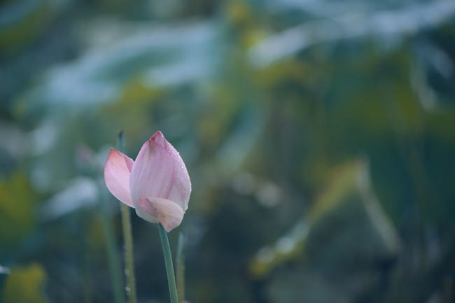 剑侠情缘网络版叁 万花 双花 cosplay