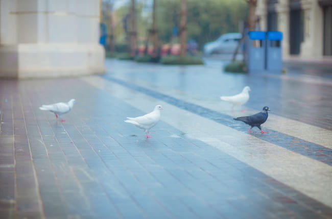Re:从零开始的异世界生活 绝对领域 白丝 花嫁 蕾姆 cosplay