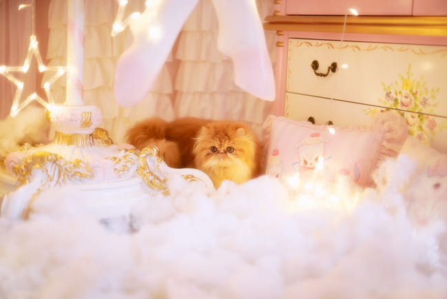 我也是有猫的人了～ 圣诞贺图(1)