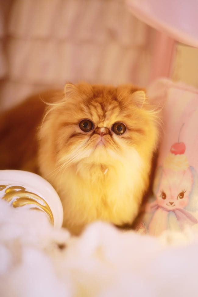 我也是有猫的人了～ 圣诞贺图(1)