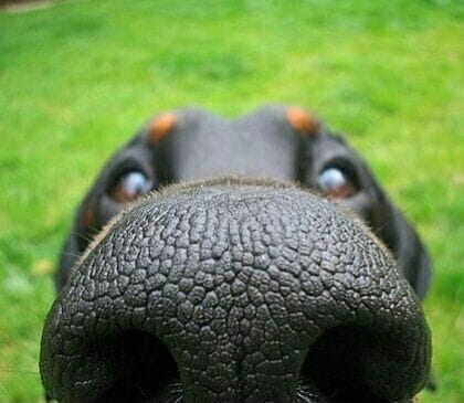 “妈！有人用鼻孔瞪我！”动物鼻孔沙雕头像