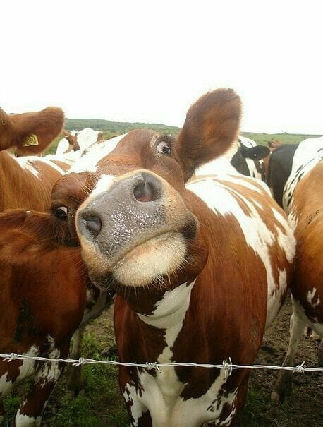 “妈！有人用鼻孔瞪我！”动物鼻孔沙雕头像