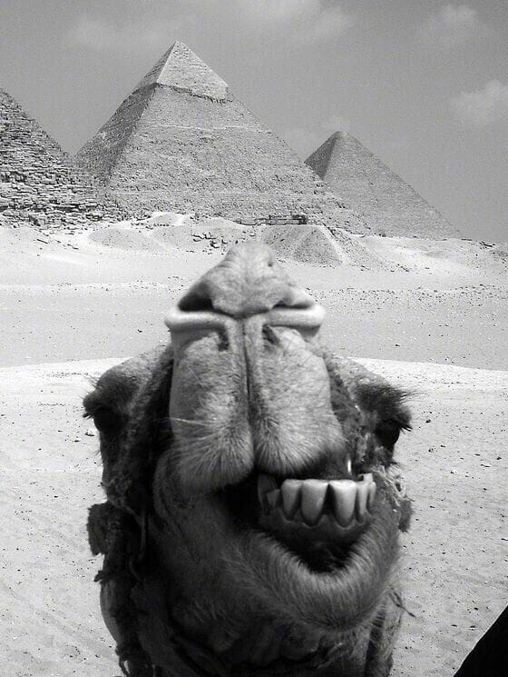 “妈！有人用鼻孔瞪我！”动物鼻孔沙雕头像