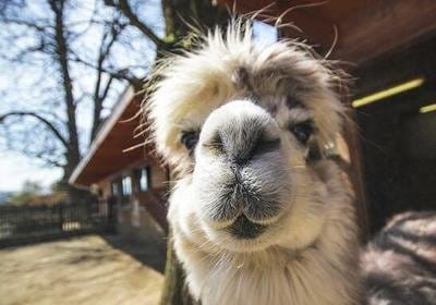 “妈！有人用鼻孔瞪我！”动物鼻孔沙雕头像