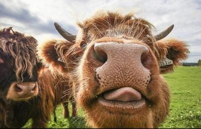 “妈！有人用鼻孔瞪我！”动物鼻孔沙雕头像