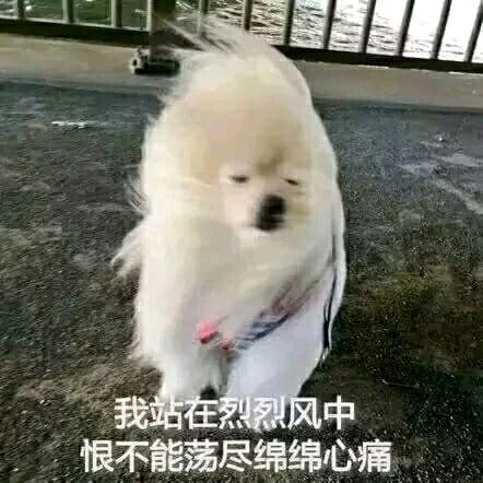 实在是太太太太太冷了 冬天寒冷表情包