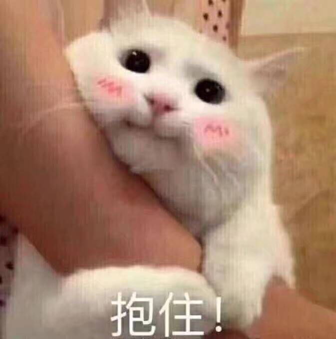 女朋友？有猫就够了--表情(1)