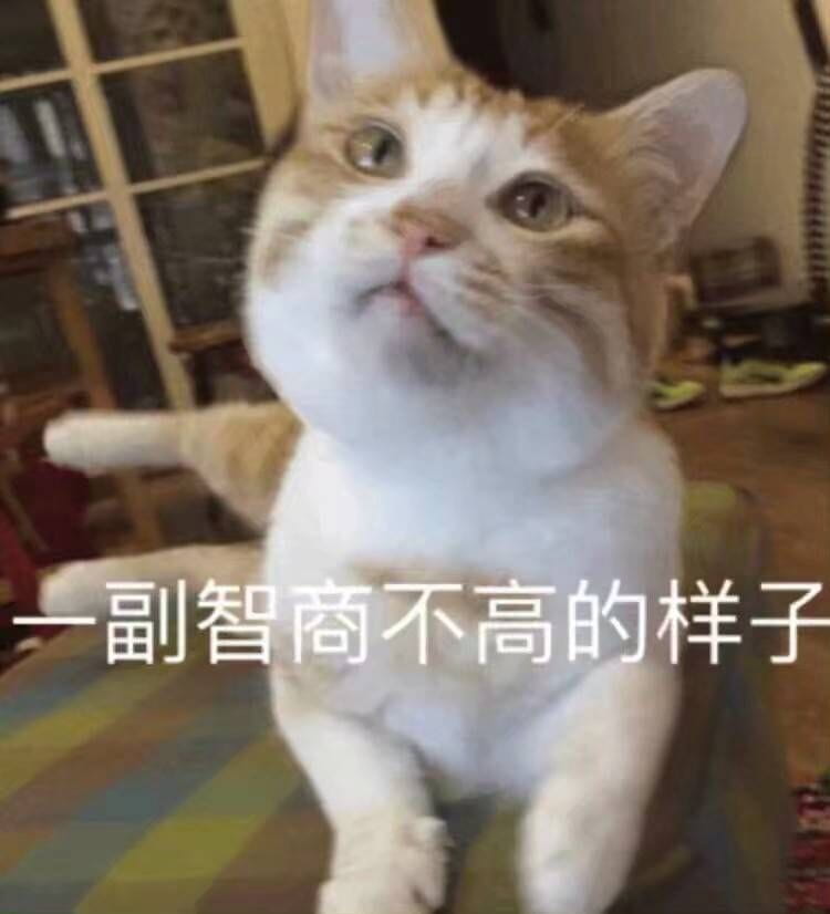 女朋友？有猫就够了--表情(1)