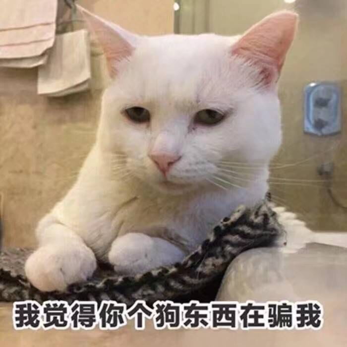 女朋友？有猫就够了--表情(1)