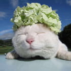 老子真可爱--可爱动漫斗图表情校园第5弹