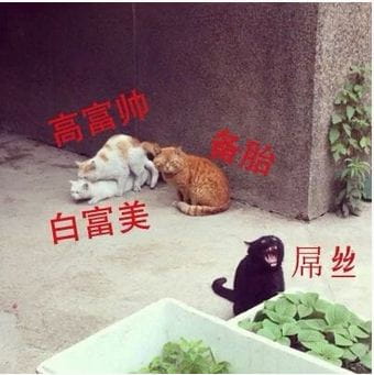 网恋么你可能是那个备胎哟