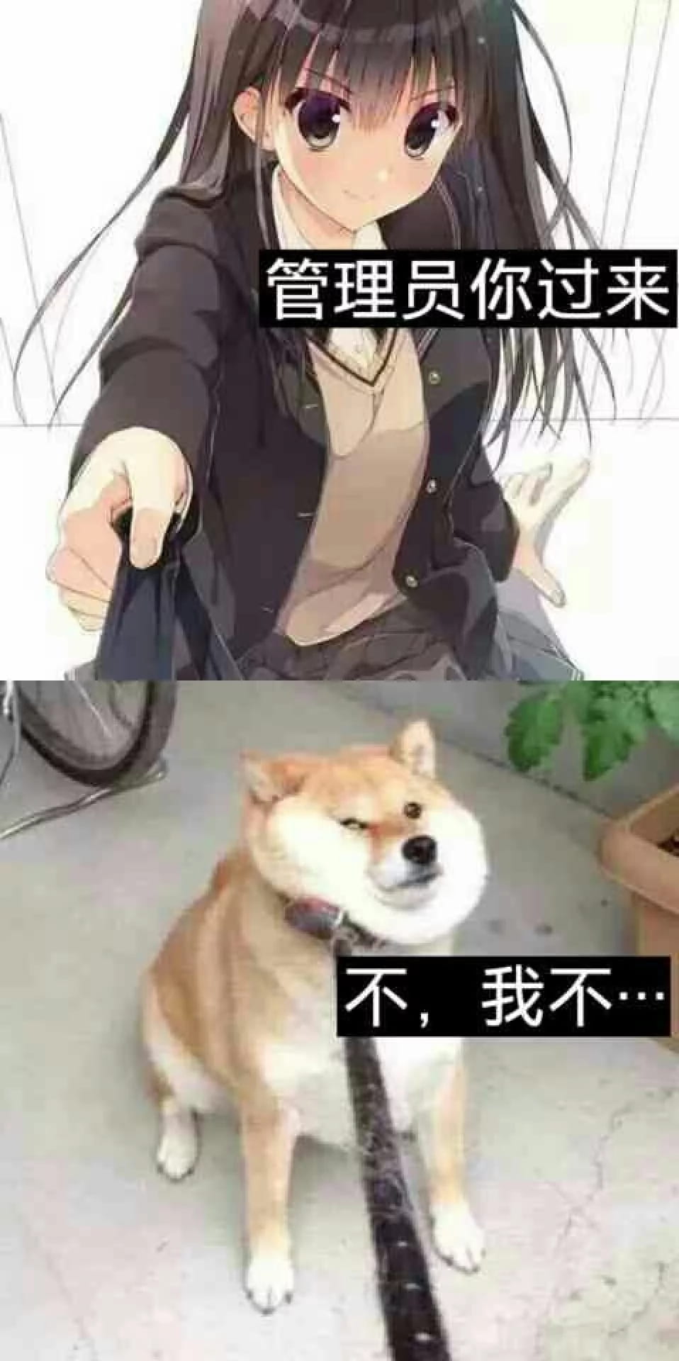 老子真可爱--可爱动漫斗图表情校园第22弹