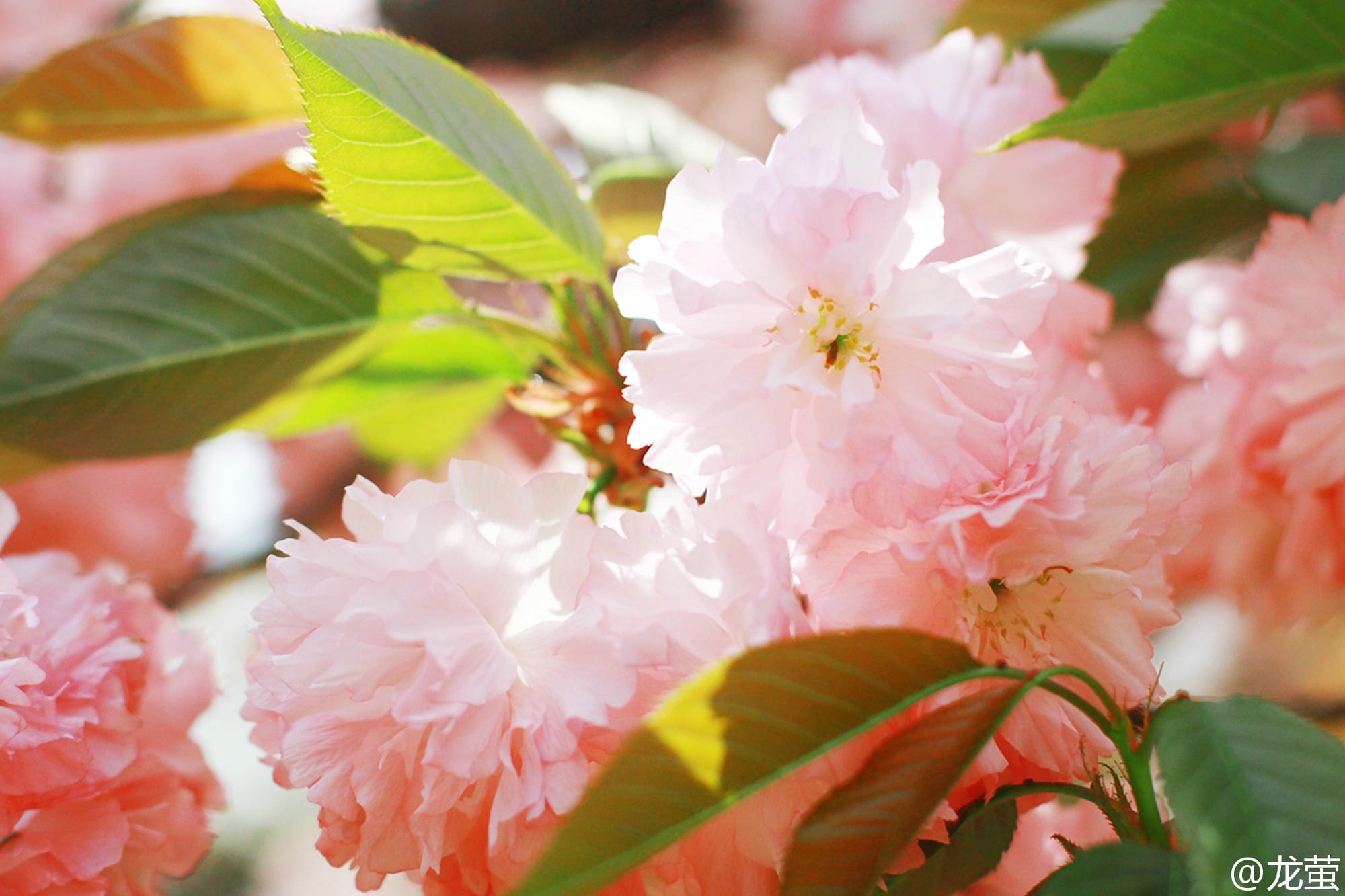 【授权cos】剑网情缘三--超可爱丐萝cos