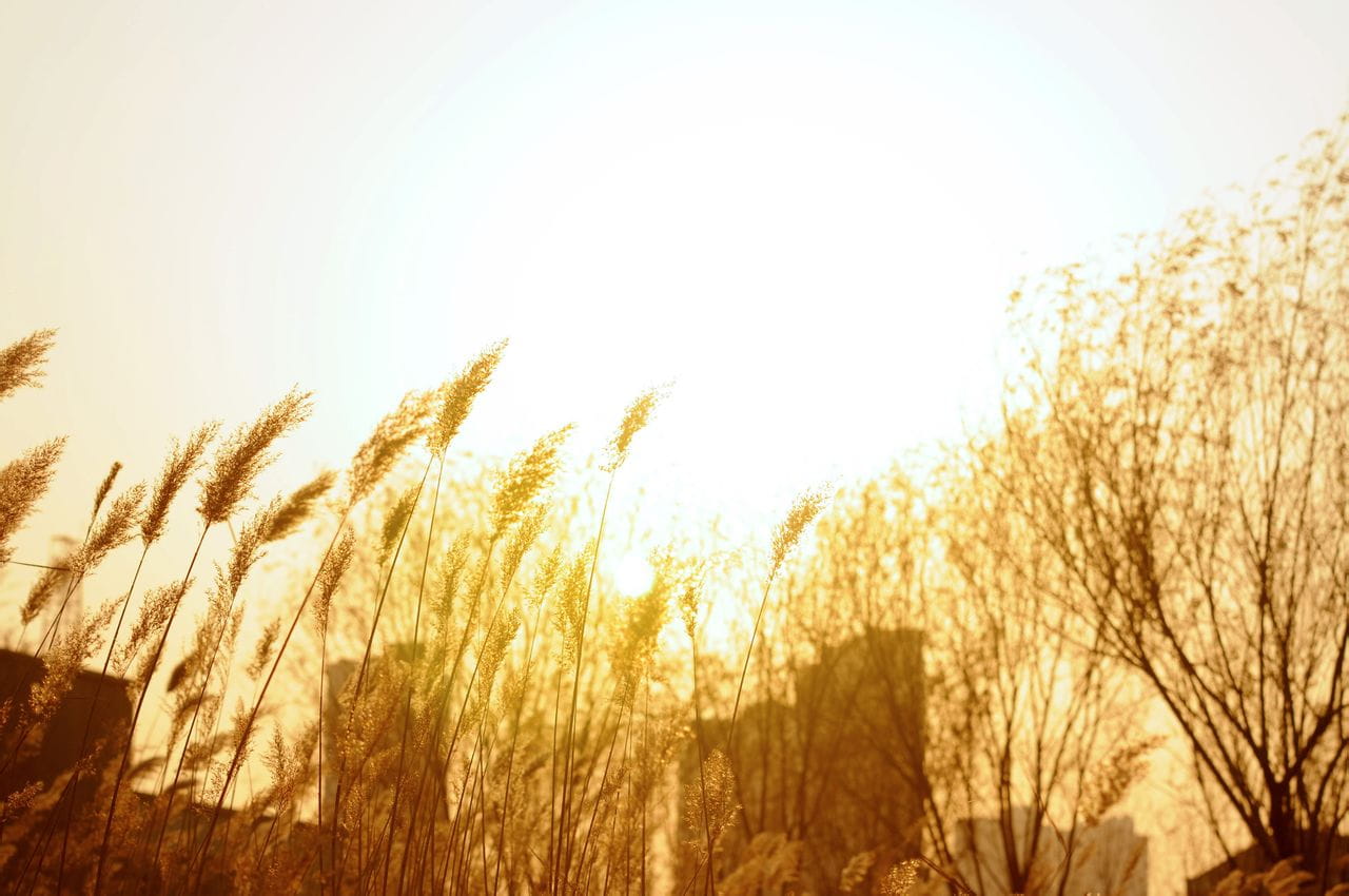 狼与香辛料 赫萝cos