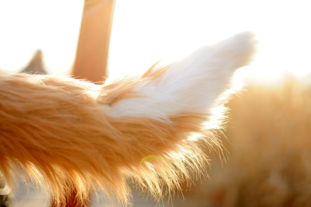 狼与香辛料 赫萝cos